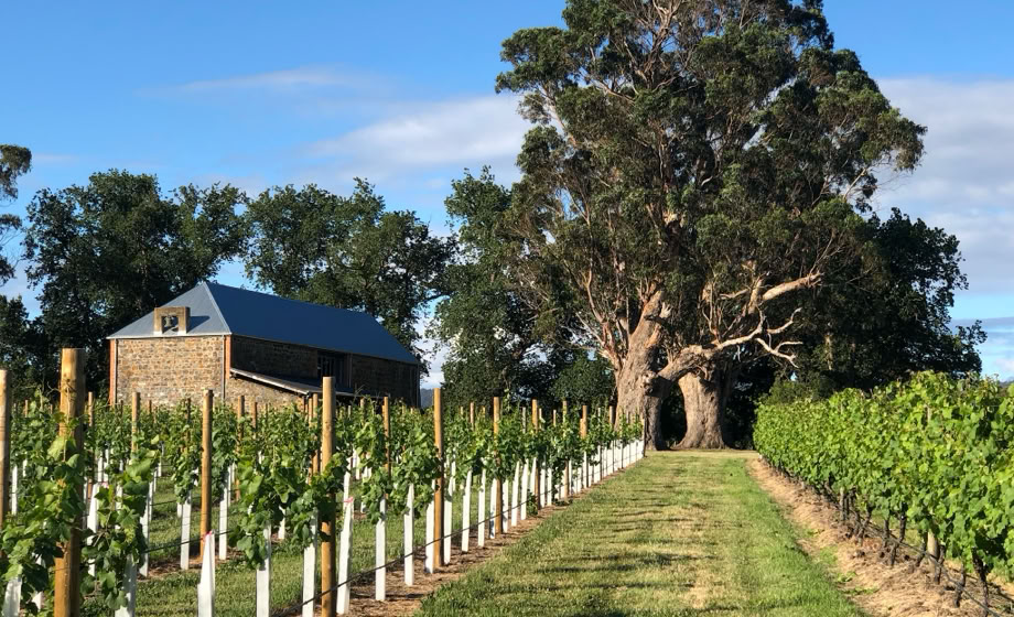 Waterton Hall estate - photo of the grap vines on a sunny day