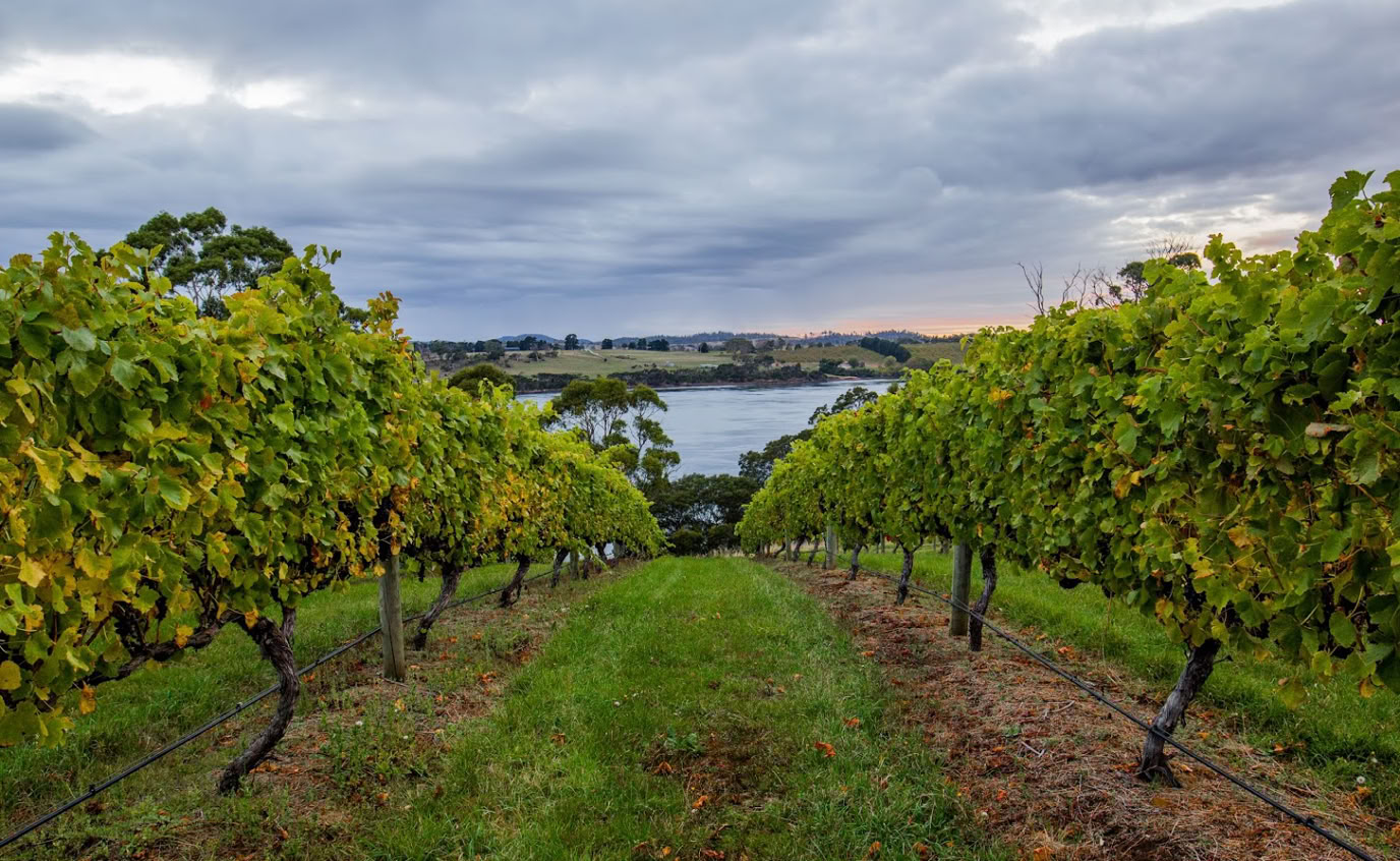 Waterton Hall Vineyard overlooking the Tamar River